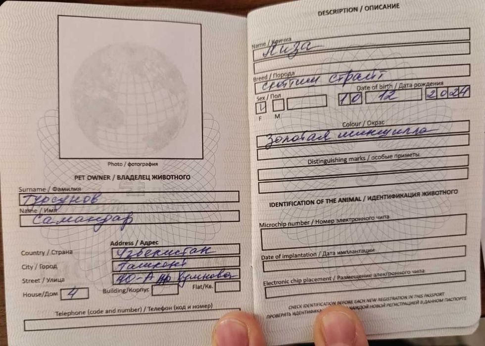 Продаётся кошка породы Золотая Шиншилла