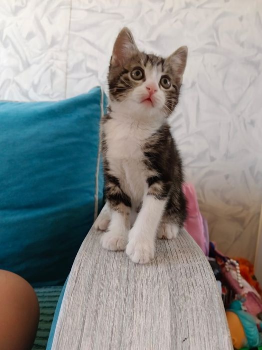 Отдам котенка в добрые руки