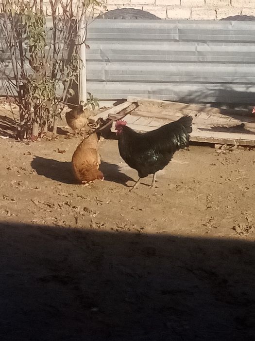 Куры(таук) сатылады