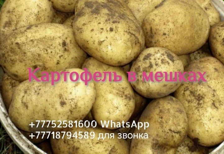 Картофель домашний