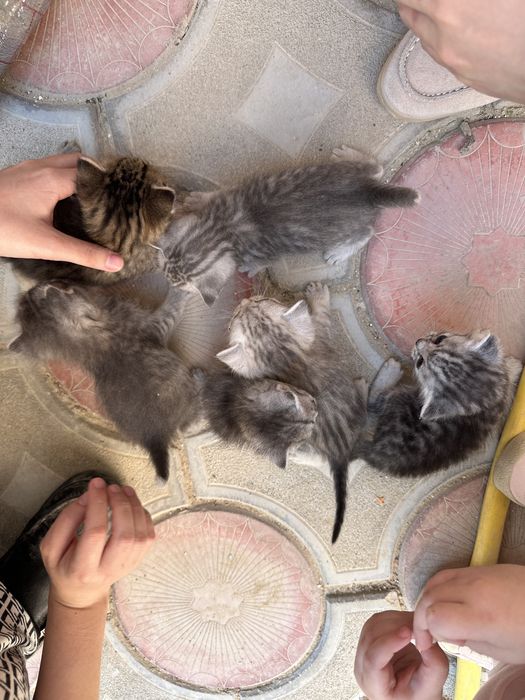 Кошка Мысық Мысык Актау