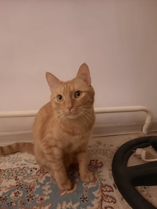 Отдам кота в хорошие руки