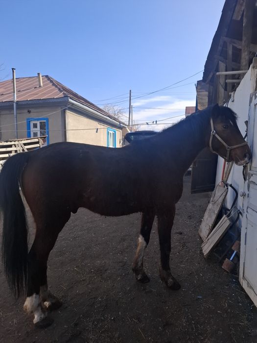 Жеребец 6 лет срочно