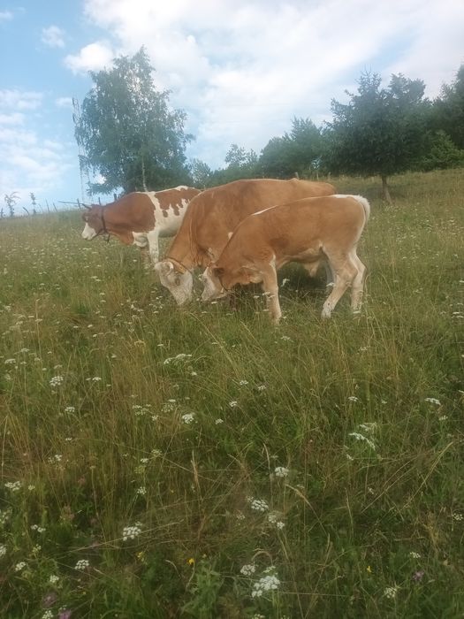 Vând vacă cu vițel de trei luni