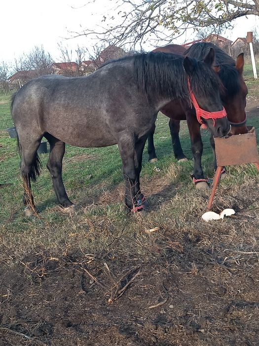 Manza de 3 ani ,mucedă