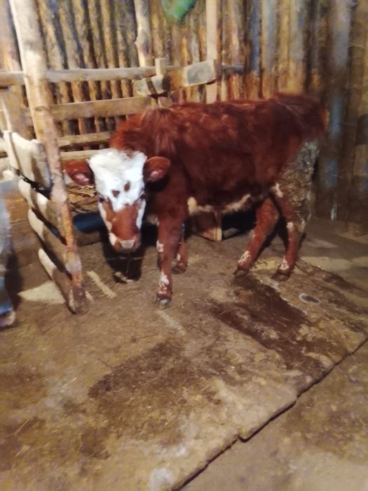 Продам бычка и телочку