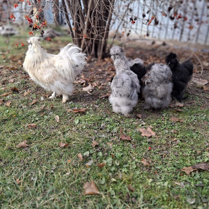 Шёлковые куры семья