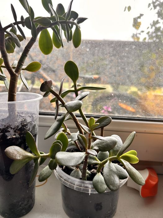 Крассула ( толстянка)