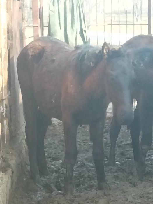 Продам жеребца.