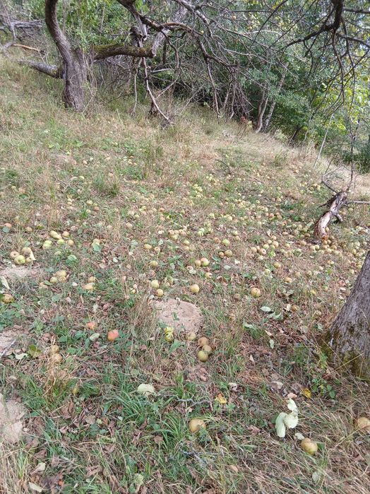 Mere de vanzare, pt tuica sau suc.