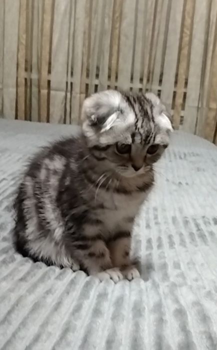 Шикарная Скоттиш фолд. Кошечка.