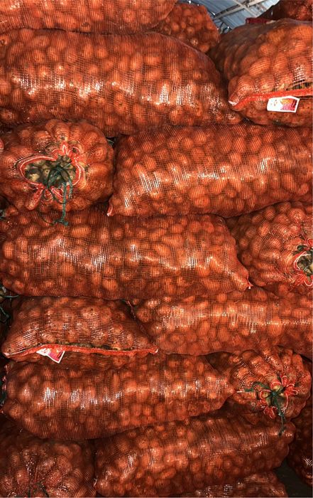 Продам семенной картофель