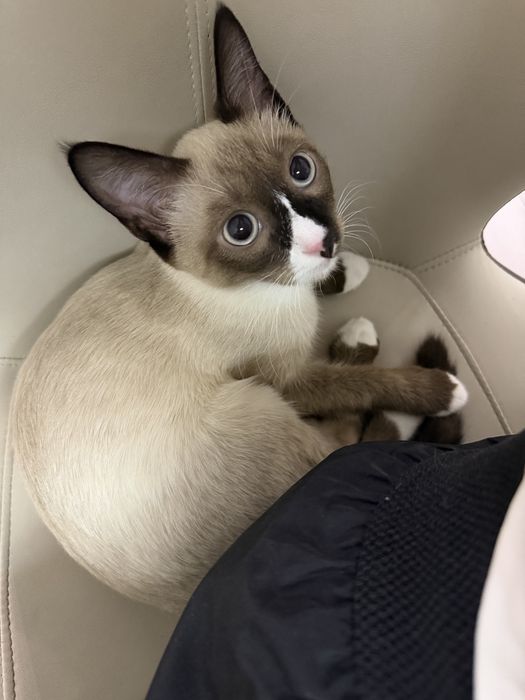 Котенок 5,5 месяцев сиамская