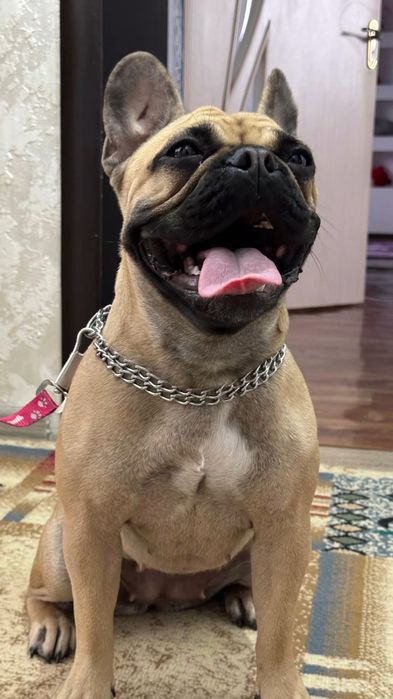 Французский бульдог