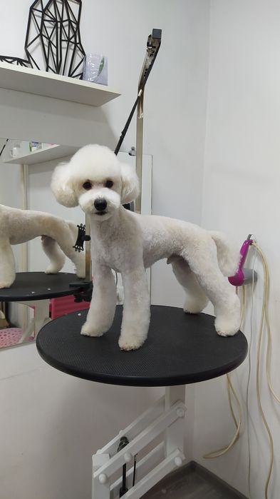 Стрижка собак, груминг