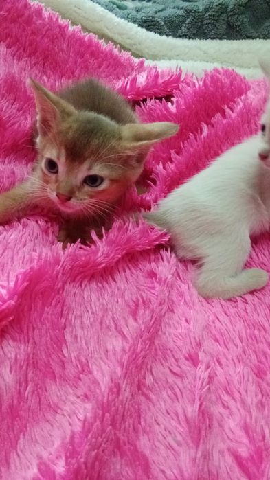 Абик и чаузи котята