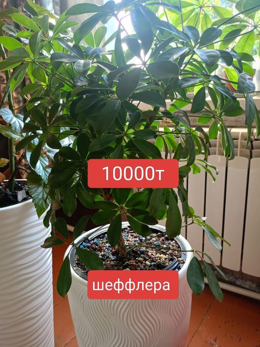 Цветы домашние