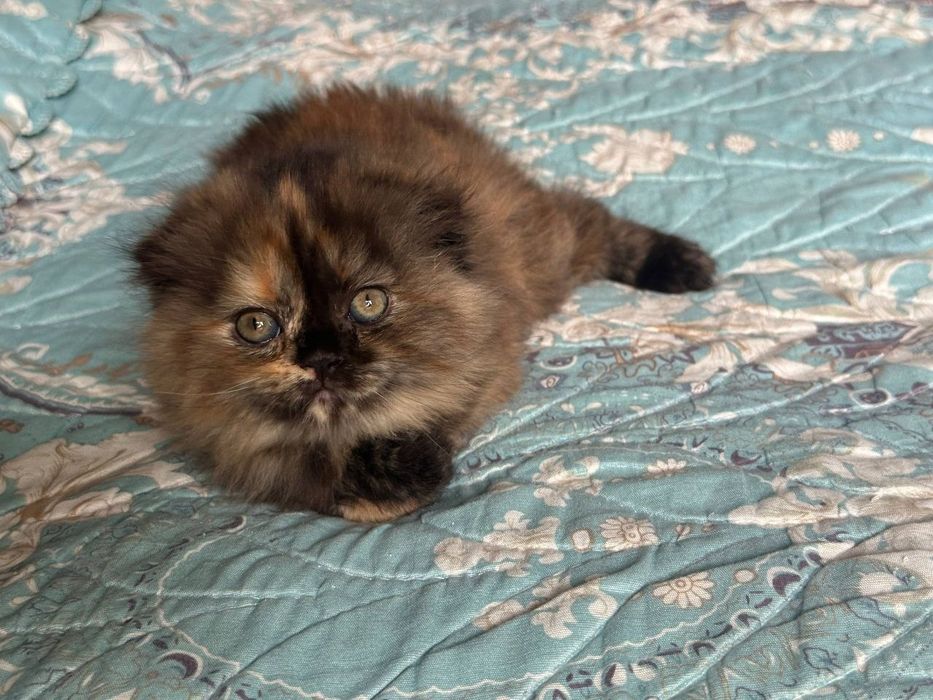 Продаётся вислоухая котята