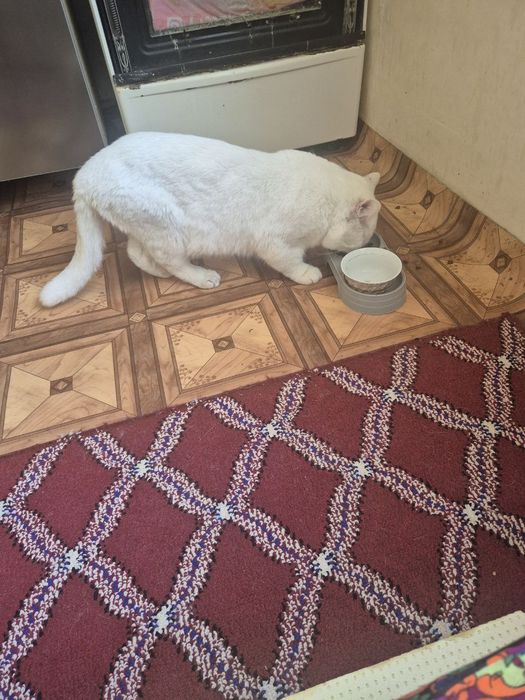 Белая британская короткошёрстная кошка