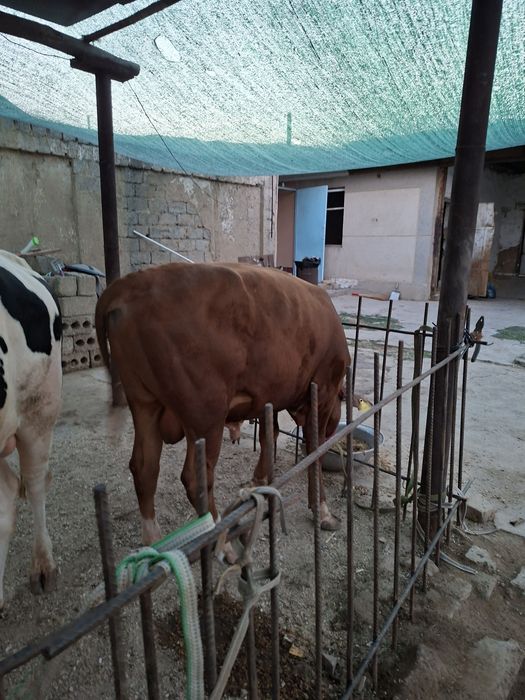 Buqlar sotiladi soglom