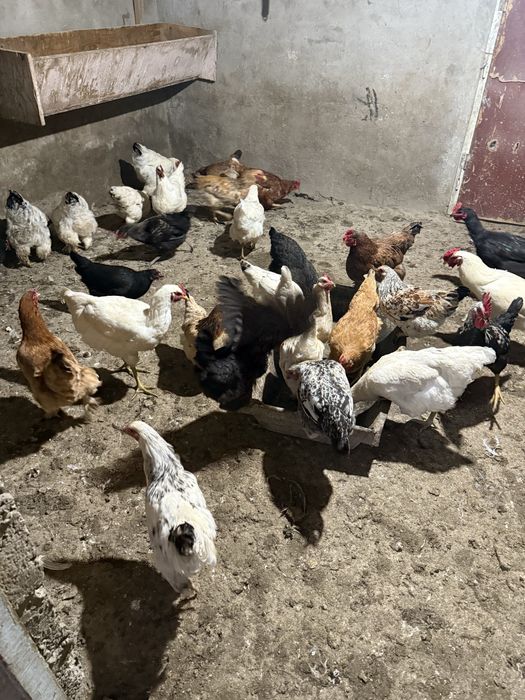 Продам молодых породистых кур.