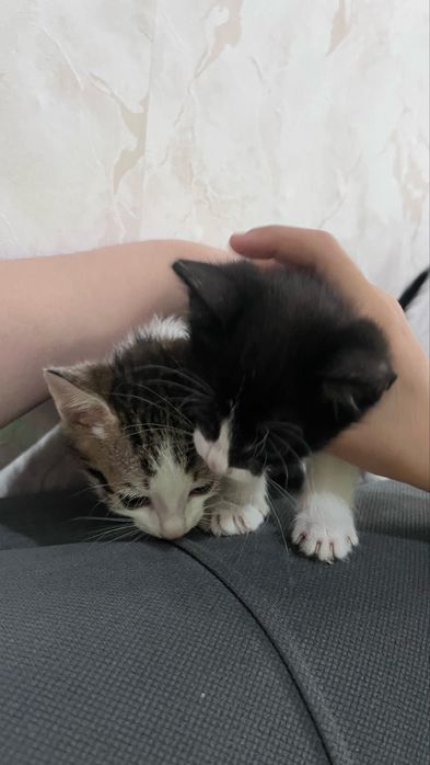 милые домашние котята