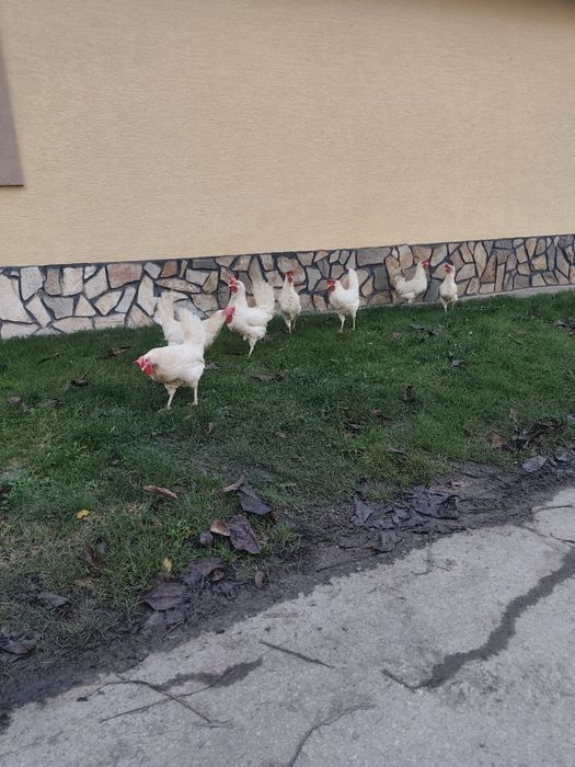 Оплодени яйца от бял легхорн