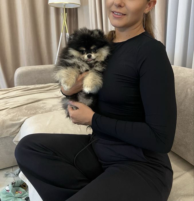 Pomeranian femela - Black and tan - parinti campioni - Raritate