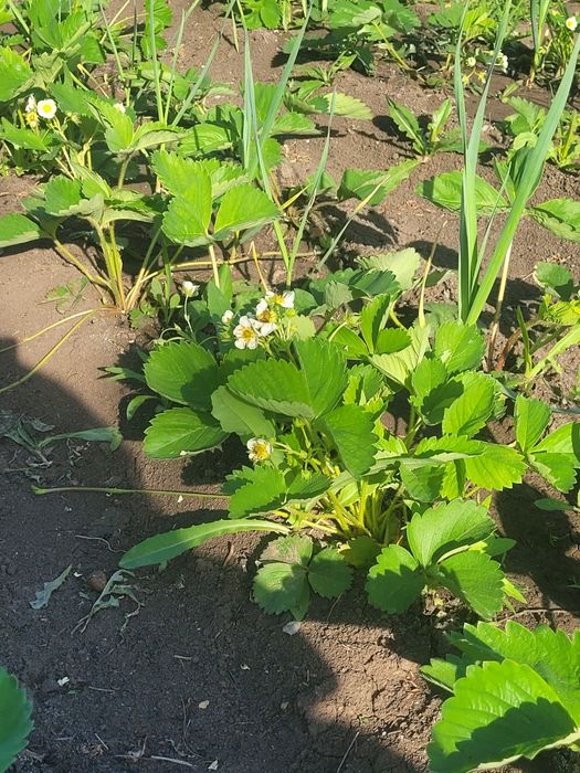 Дача  большой участок