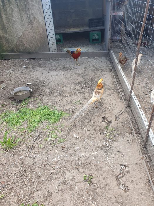 Fazani auriu cu galben/roșu