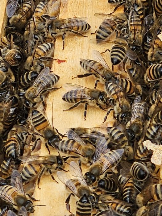 Miere de albine naturală