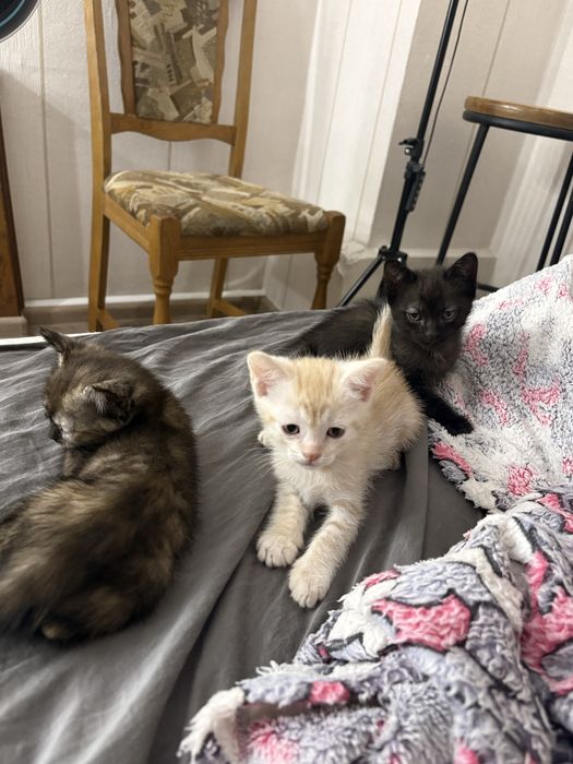 Котята в хорошие руки