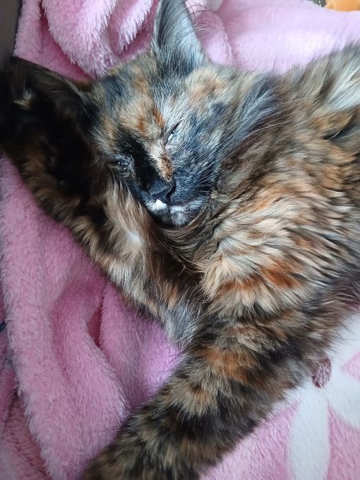 Отдам в хорошие руки кошка 1 год