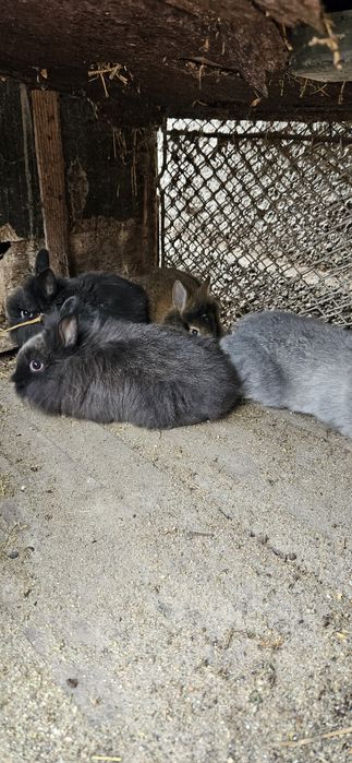 Iepurași cap de leu