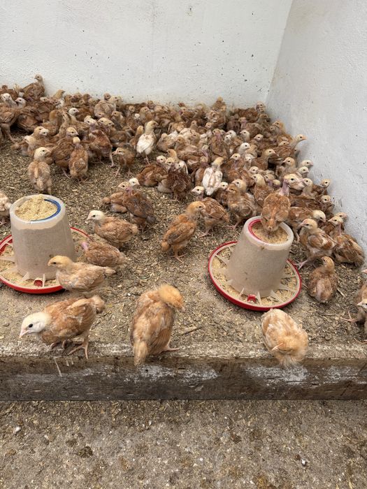 Puicute Kabir ouatoare si de carne