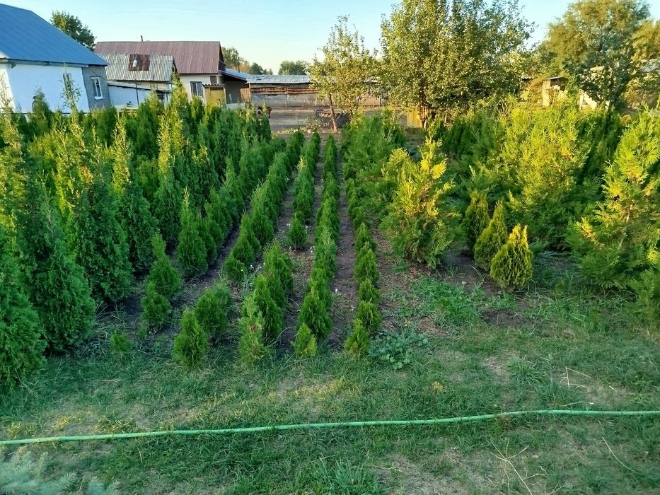 Продам туй смарагд и голден глоб
