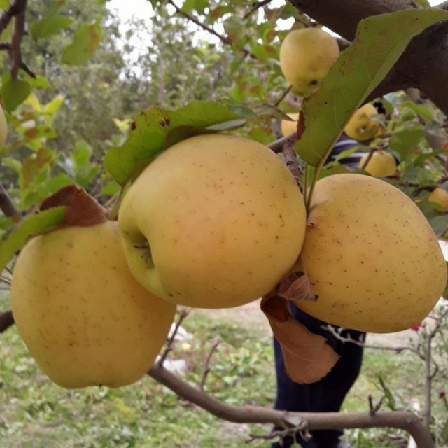 ОЛМА Кучатларини 14 хил сорти бор сортига кафолат берамиз