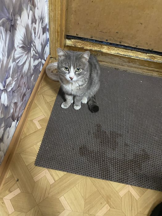 Кот в доьрые руки