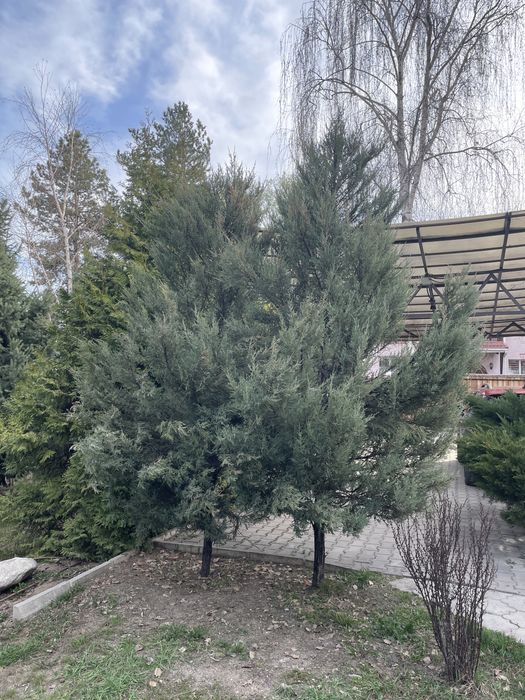 Хвойные деревья продаю