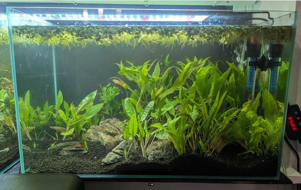 ACVARII  la comandă la cele mai  bune prețuri ! Comanda acum !