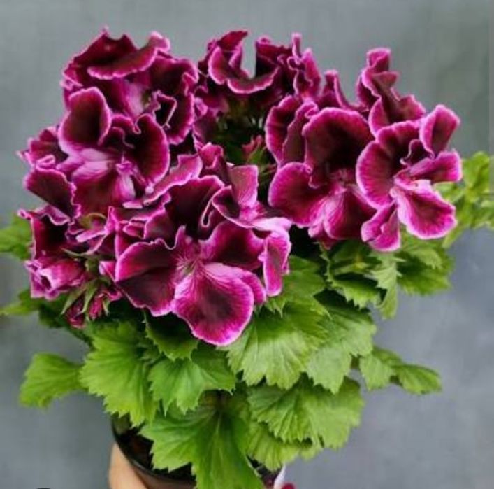 Пеларгония королевская