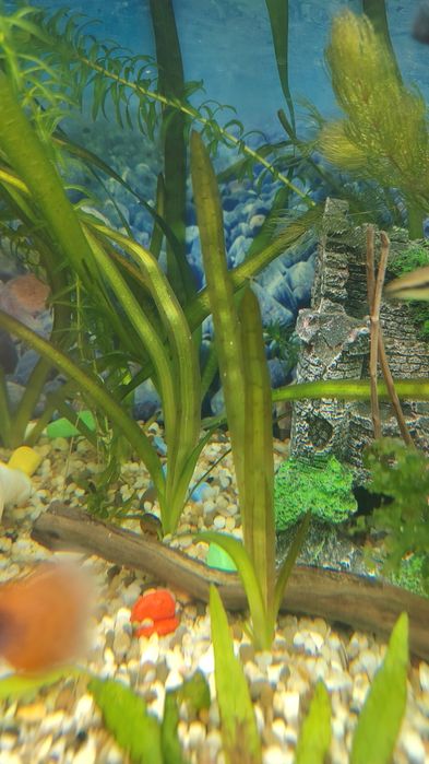 Аквариумные растения