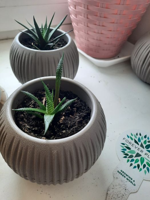 Цветы домашнии большие