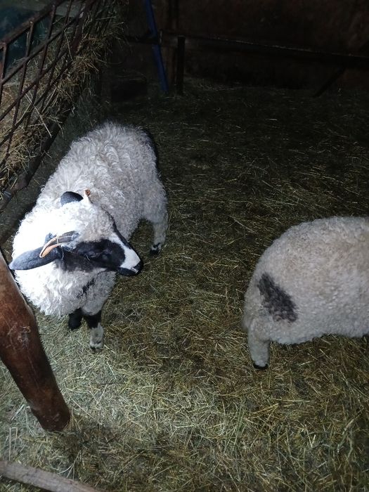 Vând berbecuț breaz