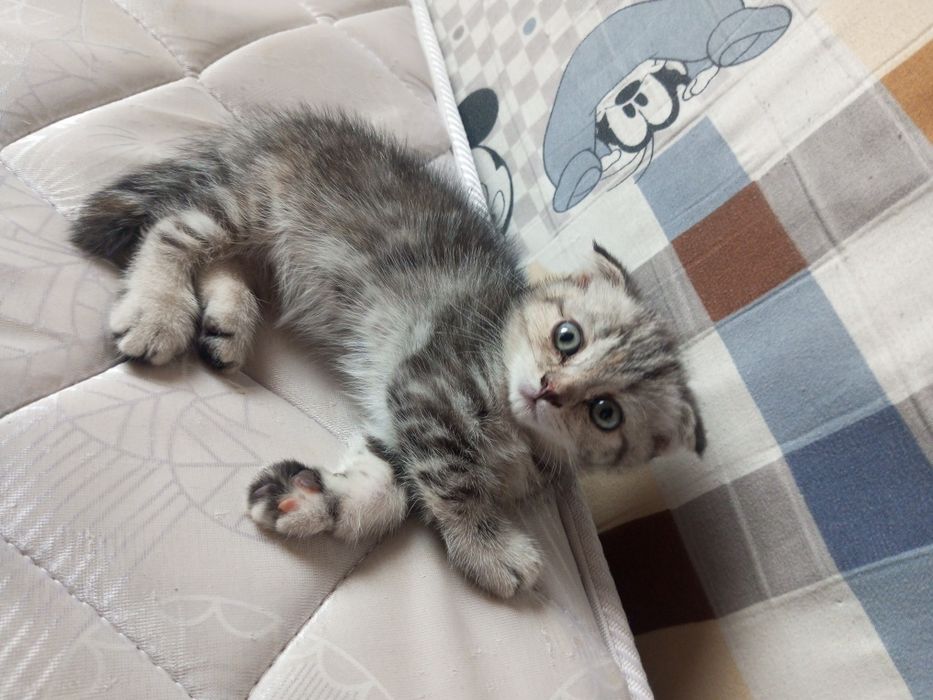 Плюшевые котята Скоттиш-Фолд (метисы шиншиллы). Очень игривые!