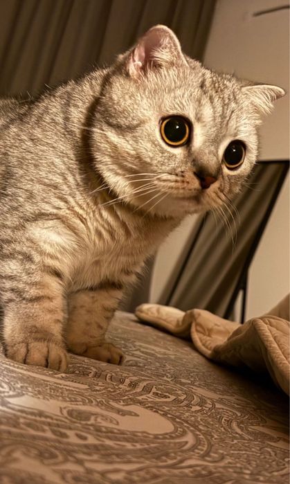 Кошка в хорошие руки