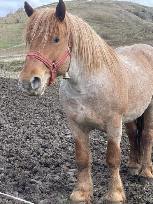 Vand armasar greu si foarte cuminte sau schimb cu oi vaci si utilaje
