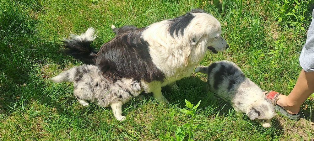 Căței Border Collie