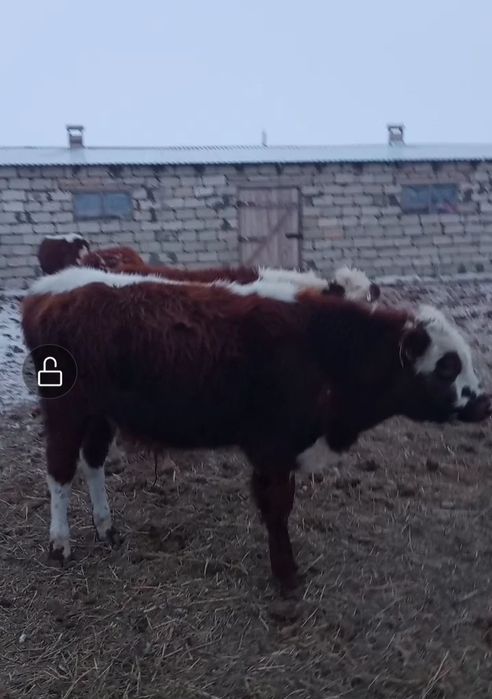 Еркек потсос баспақтар