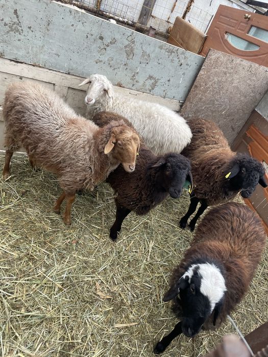 Бараны тохты ярочки